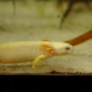 CB leucistic, neotenic Taricha granulosa