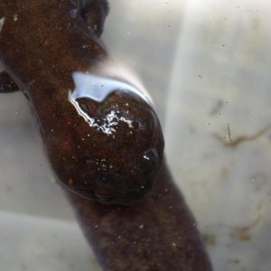 Pachyhynobius shangchengensis