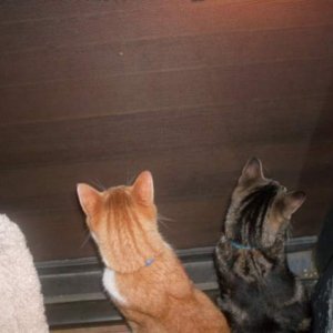 Chowder and Laina watching the bunnies on the deck