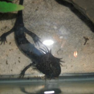 Axolotl #2