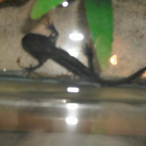 Axolotl photo 2 of #2