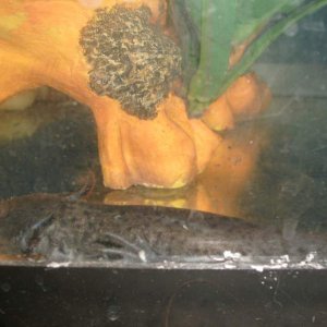 Axolotl photo 2 of #1