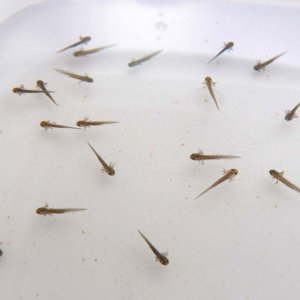 Cynops pyrrhogaster larvae