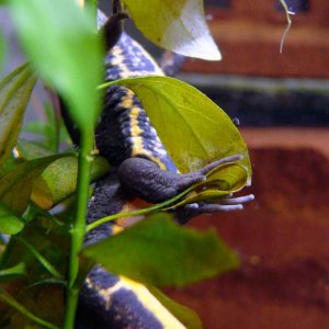 Cynops pyrrhogaster laying an egg