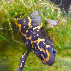 Cynops pyrrhogaster laying an egg