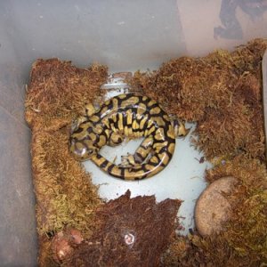 salamander lays to fit under the bark, which became bit too small for it