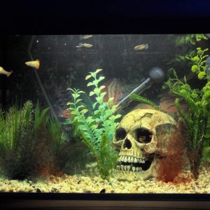 60ltr Guppy females