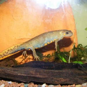 C.Cyanurus