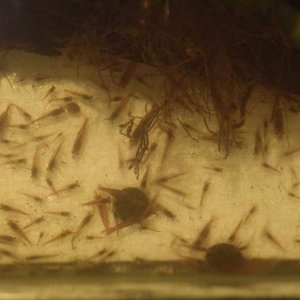 Shrimp feeding time