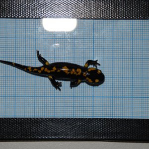 Fire salamander morf