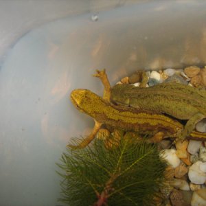 Lissotriton montandoni breeding pair