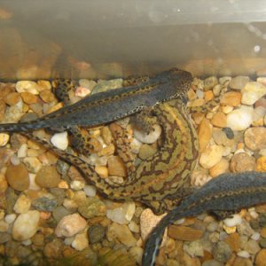 Mesotriton alpestris breeding behavior