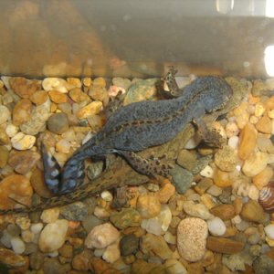 Mesotriton alpestris breeding behavior 1