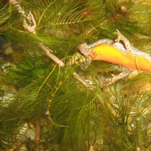 Mesotriton alpestris depositing an egg