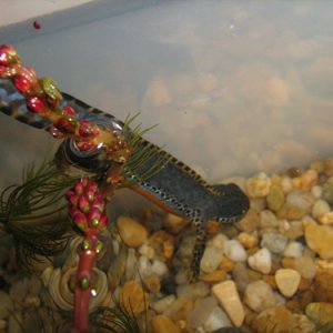 Mesotriton alpestris male