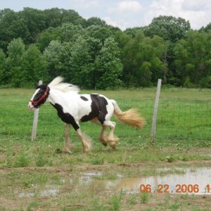 My horse Grace as a two year old.