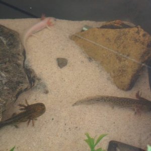 1 leustic, 1 wild and 1 in-between.