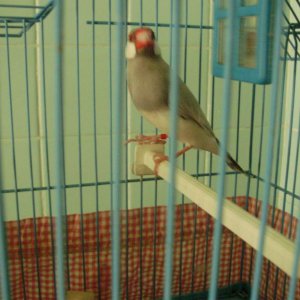 Java sparrow