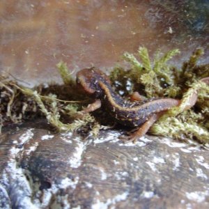 Tylotriton shanjing juvenile