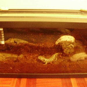 Ambystoma mavortium melanostictum  setup