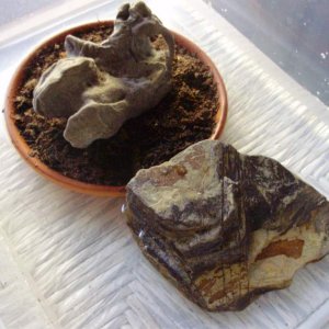 Setup for juvenile C.cyanurus