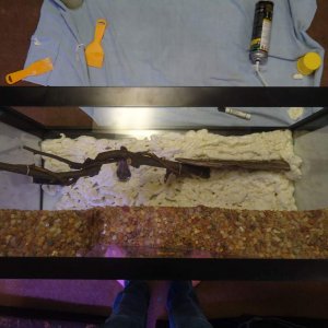 Started the insulation foam of GreatStuff. Added a branch with a vine tied around it and a piece of drift wood as a ledge. Also a soon to be potted ha