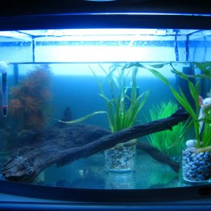the fairly rubbish tank i bought...needs some modifications but will do for now...