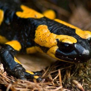 Fire salamander March 2008b