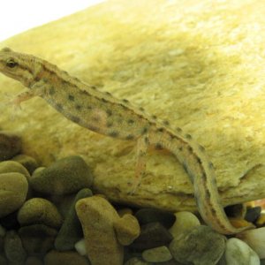 Aquatic juvenile L vulgaris