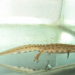 Aquatic juvenile L vulgaris