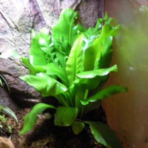 Japanese Birds Nest Fern in the corner