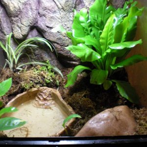 The whole tank. Water dish that can hold 2-3 inches. A cave and some pothos, japanese birds nest firn, some mosses, and a spider plant