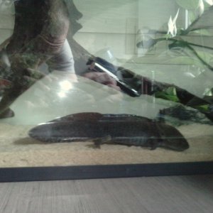 female Axolotl