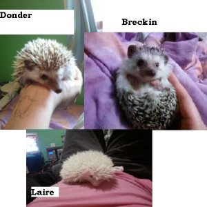 hedgefam
Dad- Donder
Mom- Breckin
Baby Female- Laire