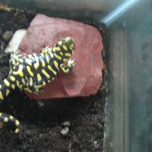 Barred tiger salamander