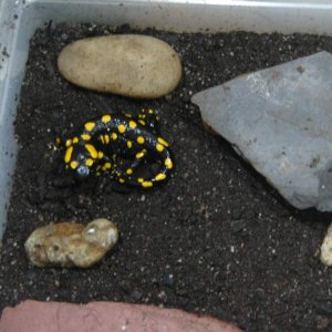 European fire salamander (young adult)