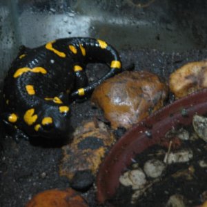 European fire salamander