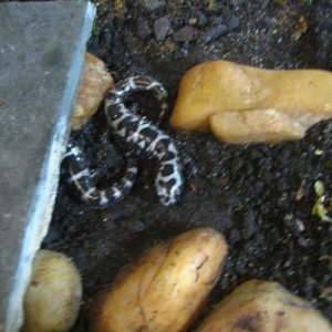 Marbled salamanders