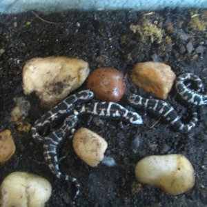 Marbled salamanders