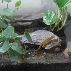 red-spotted newt