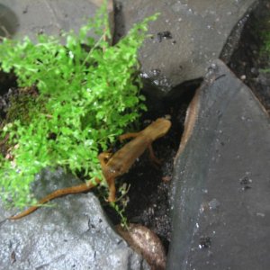 red-spotted newt