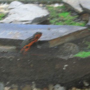 Chinese firebelly newt