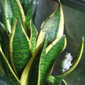 Green treefrogs (Hyla cinerea)