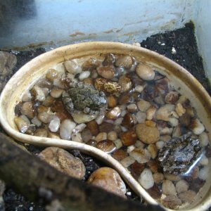 Cope's Gray treefrogs (Hyla chrysoscelis)