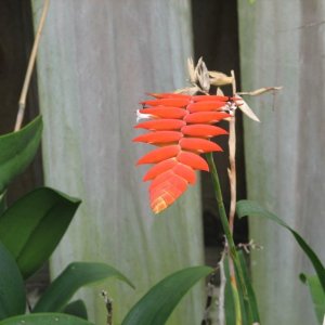 Tillandsia dyeriana