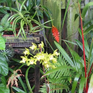 Tillandsia dyeriana & misc. orchids