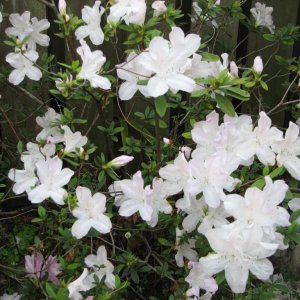 White azalea