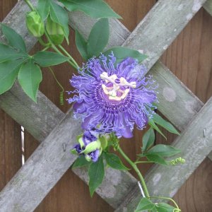 Blue passionflower