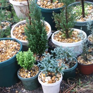 Misc. Dwarf conifers