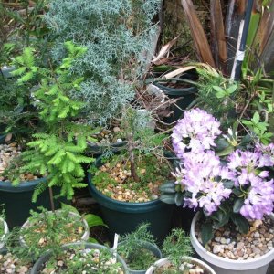 Misc. dwarf conifers & Rhododendron